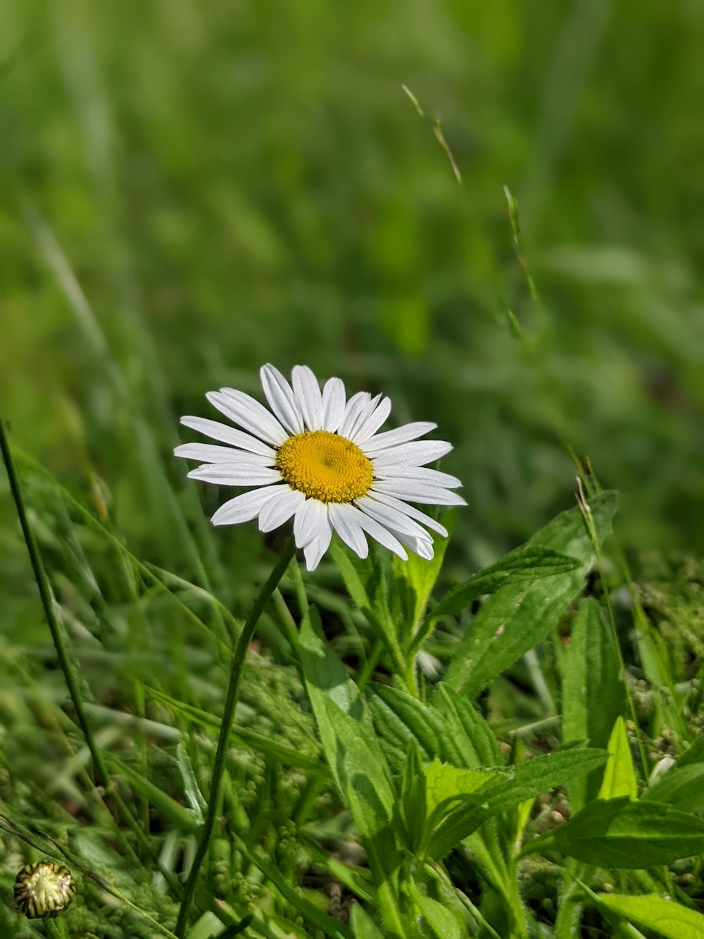 una singola margherita bianca seduta nell'erba