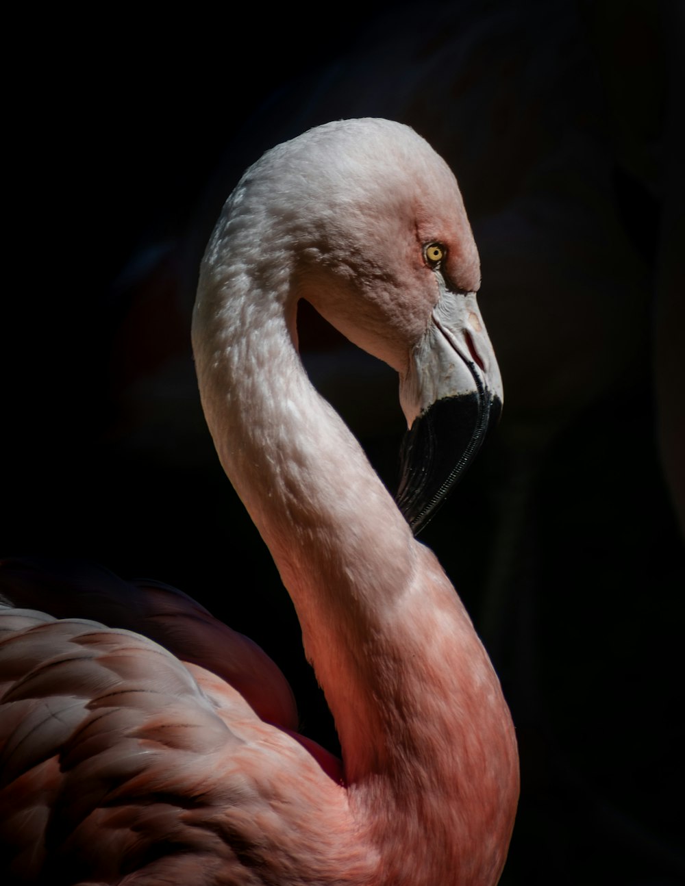 Eine Nahaufnahme eines rosa Flamingos mit schwarzem Hintergrund