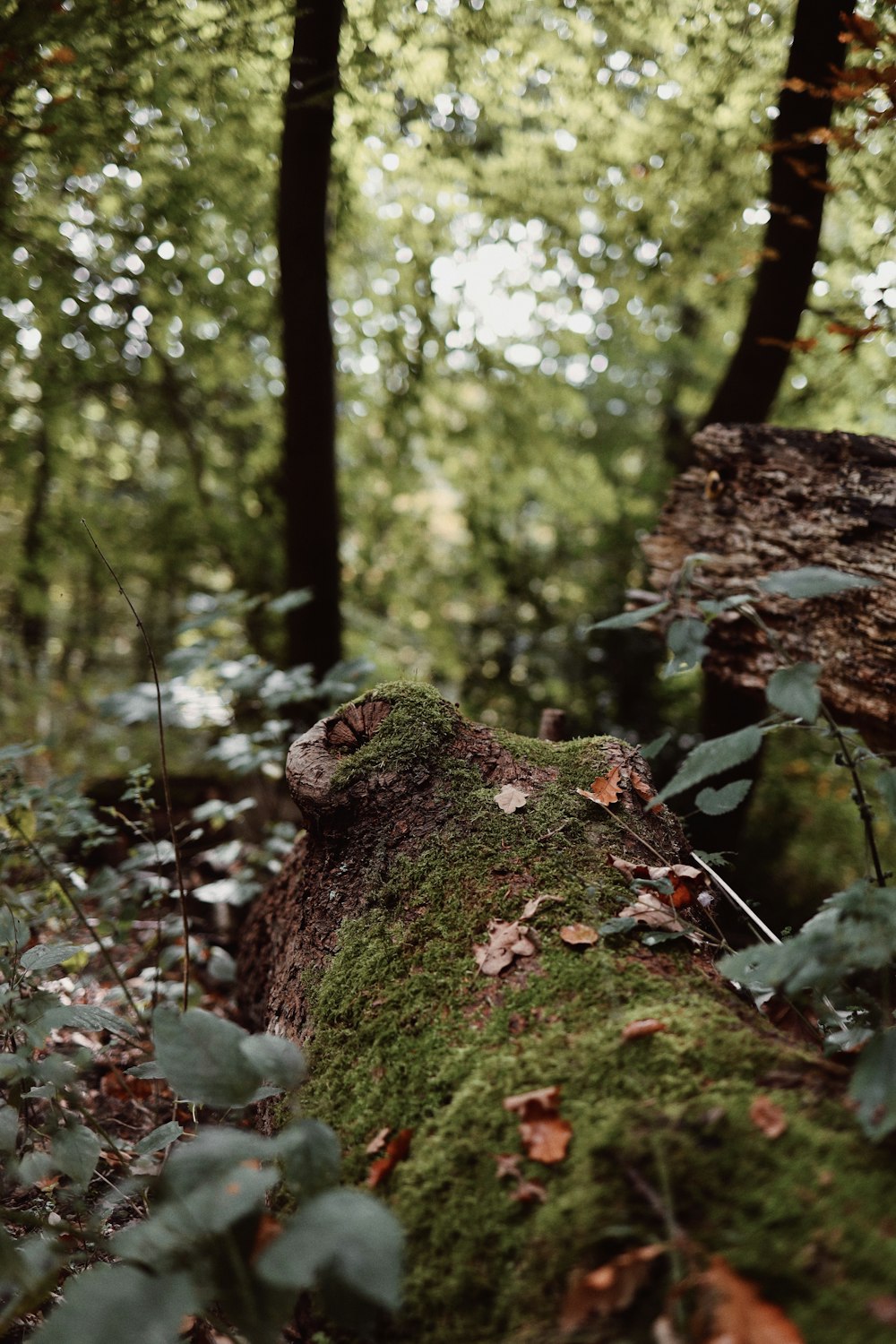 un tronc d’arbre couvert de mousse dans une forêt