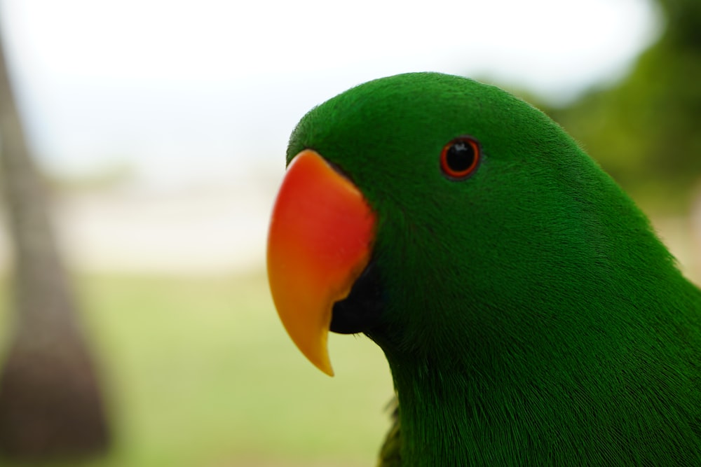 a close up of a green bird with a red beak