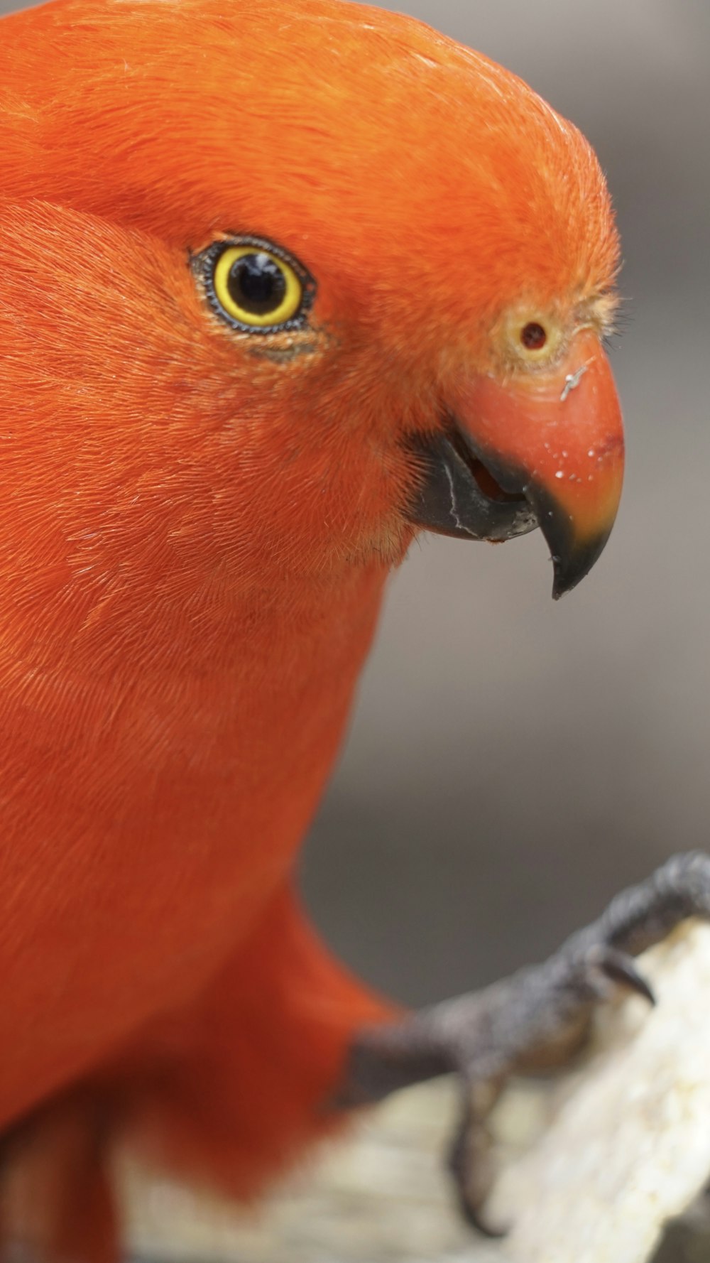 a close up of a red bird with yellow eyes