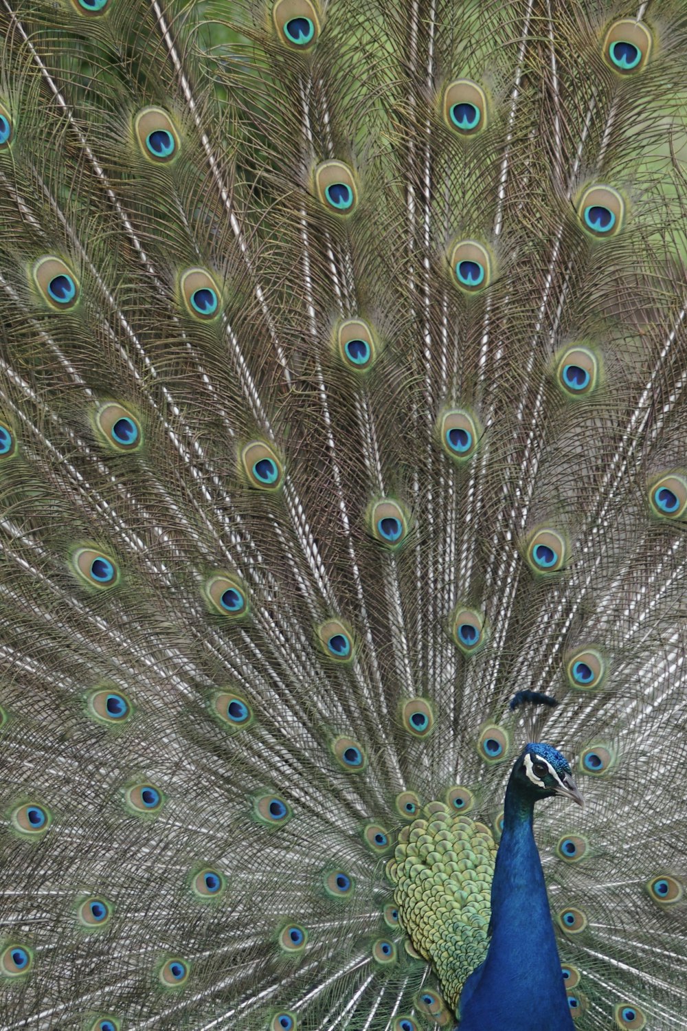 a peacock with its feathers spread out