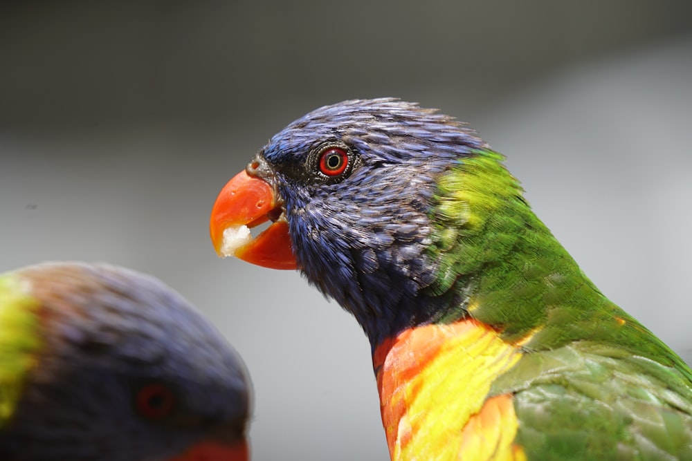 two colorful birds standing next to each other