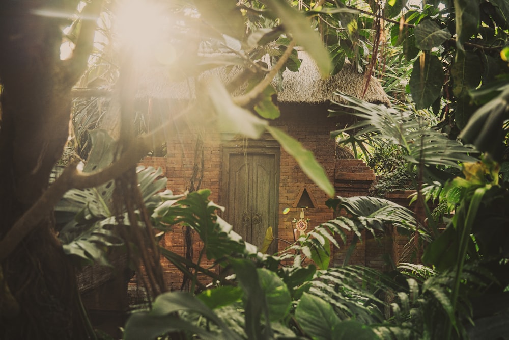 a house in the middle of a jungle
