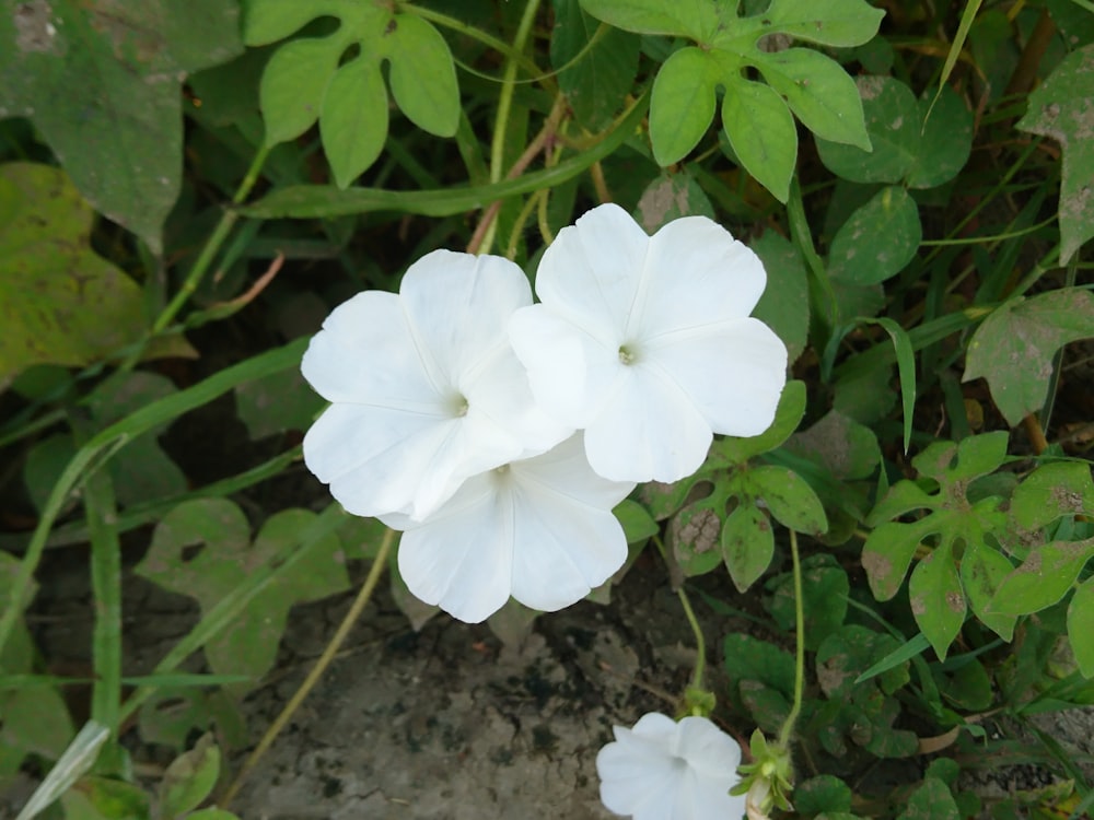 two white flowers are blooming in a garden