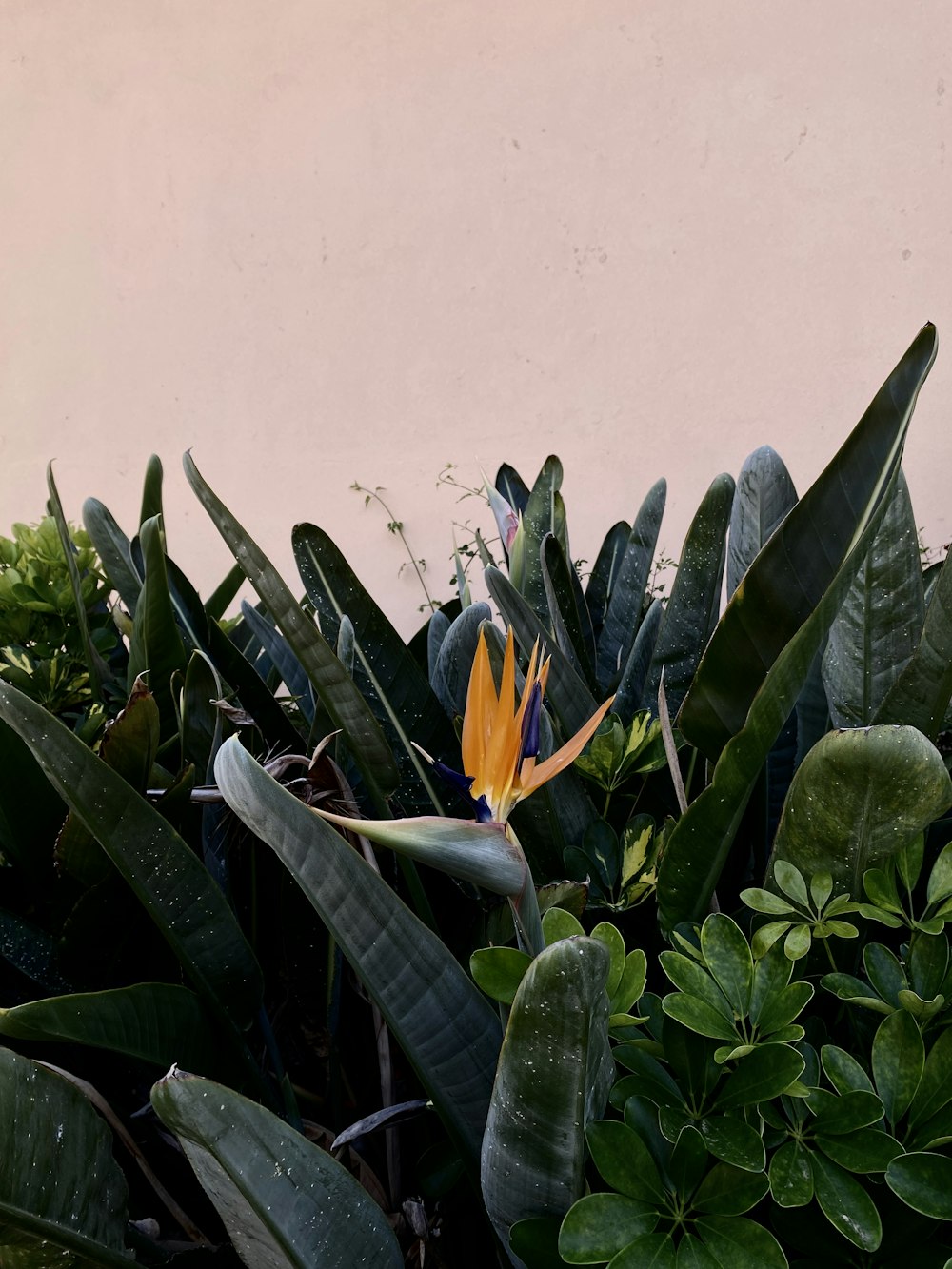 a bird of paradise flower in the middle of some plants