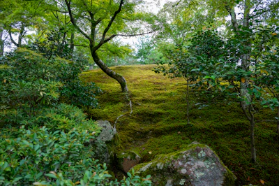 A serene shot of a disc resting on mossy ground surrounded by peaceful woodland.