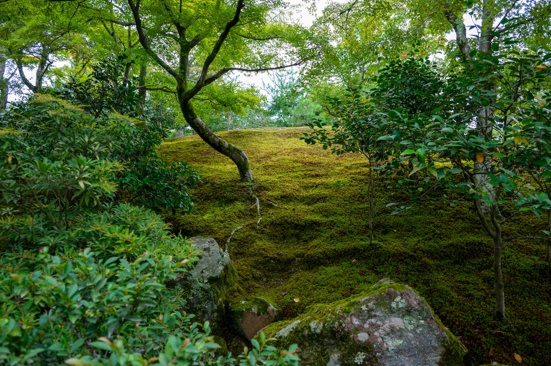 A serene composition of moss and small woodland plants, painted with fine brushstrokes and natural colors.