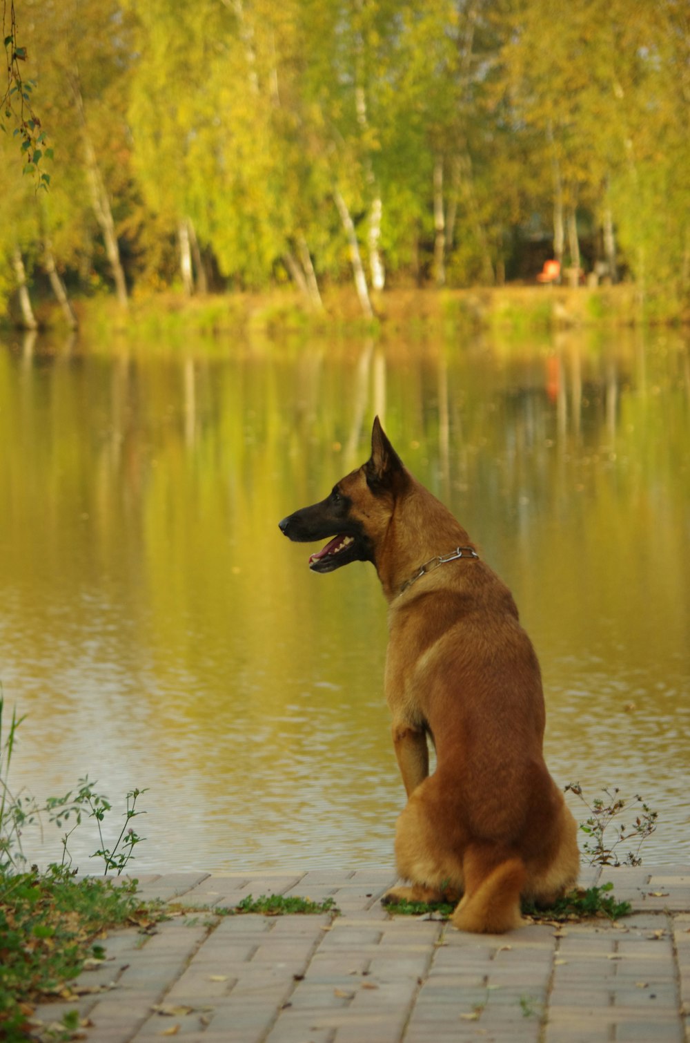 a brown dog sitting on top of a brick walkway next to a lake