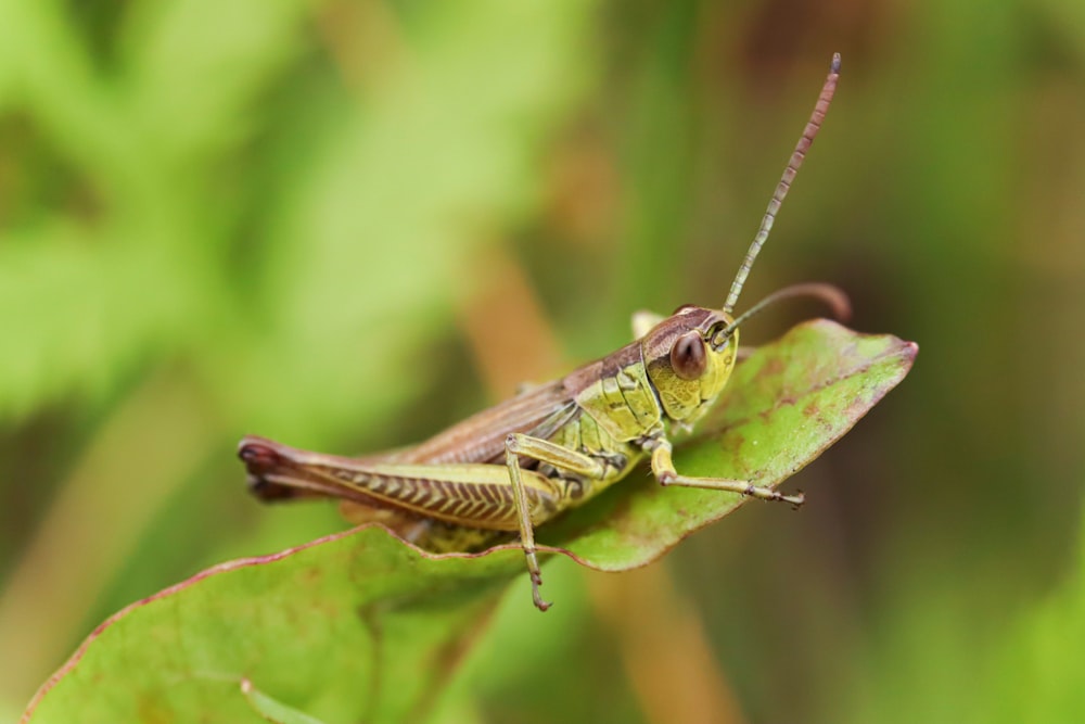 a close up of a grasshopper on a leaf