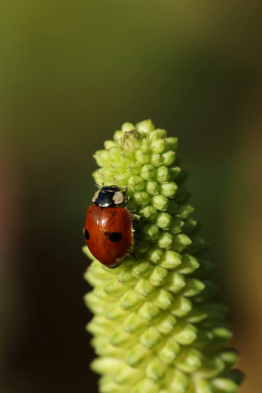 a lady bug sitting on top of a green plant