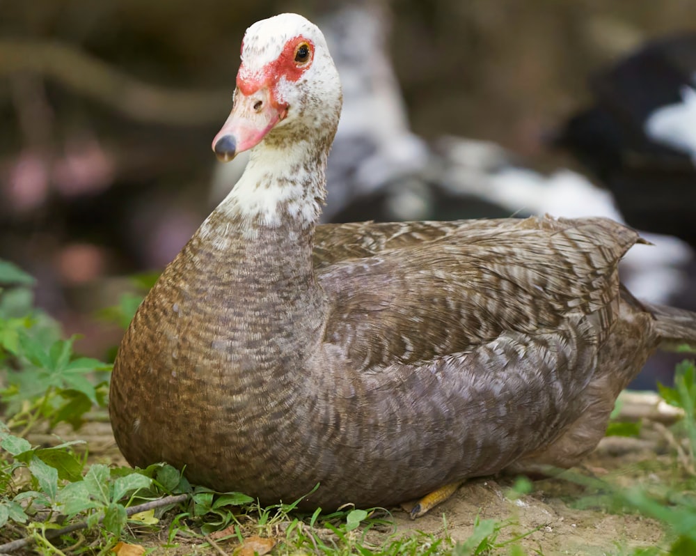 a close up of a duck on the ground