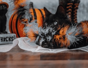 A black cat is playfully hiding amongst Halloween decorations, including an orange and black striped pumpkin and a boa with orange and black feathers. A stone decoration with the word 'Tricks' is visible, adding to the Halloween theme. The setting is on a wooden floor with a light fabric underneath the cat.