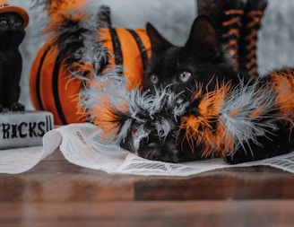 A black cat is playfully hiding amongst Halloween decorations, including an orange and black striped pumpkin and a boa with orange and black feathers. A stone decoration with the word 'Tricks' is visible, adding to the Halloween theme. The setting is on a wooden floor with a light fabric underneath the cat.
