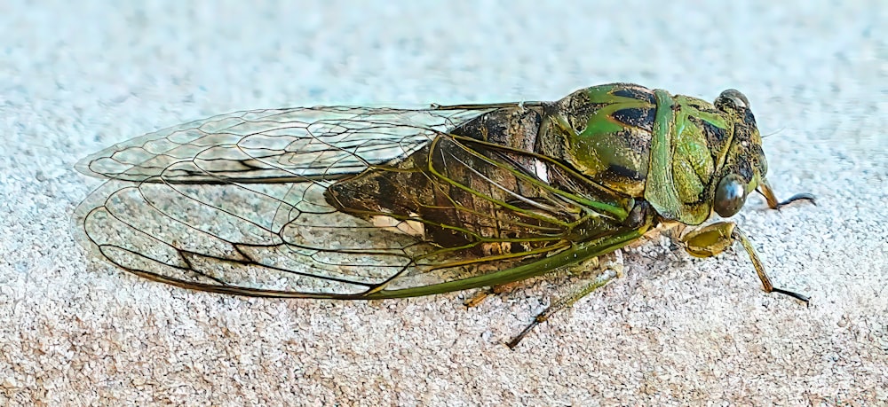 a close up of a green insect on the ground