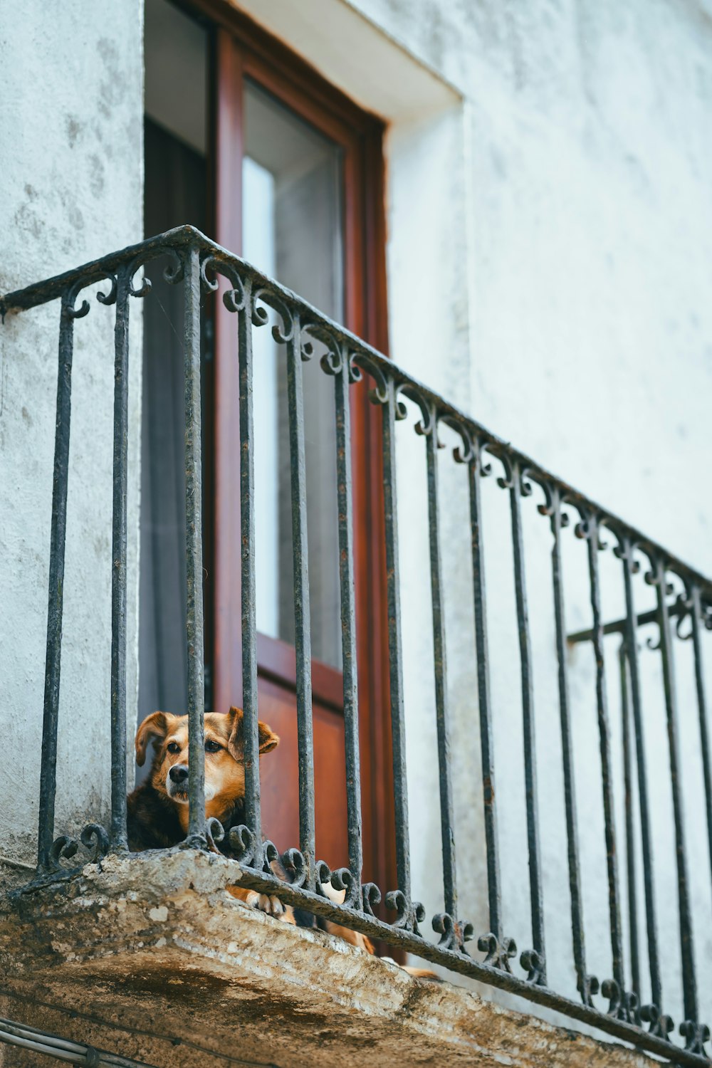 a dog sitting on a balcony looking out the window