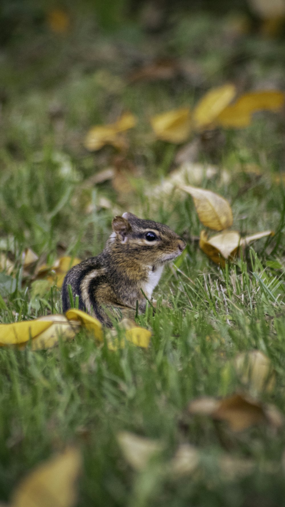 a small chipper chipper sitting in the grass