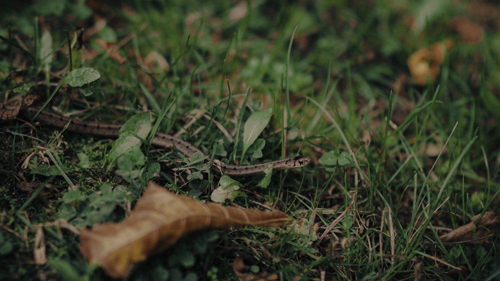 a snake crawling in the grass next to a leaf