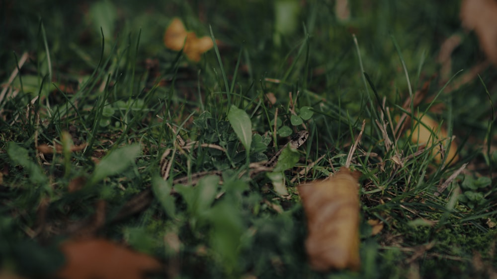 a close up of a green grass with leaves