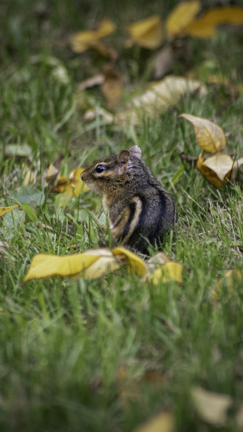 a small squirrel is sitting in the grass