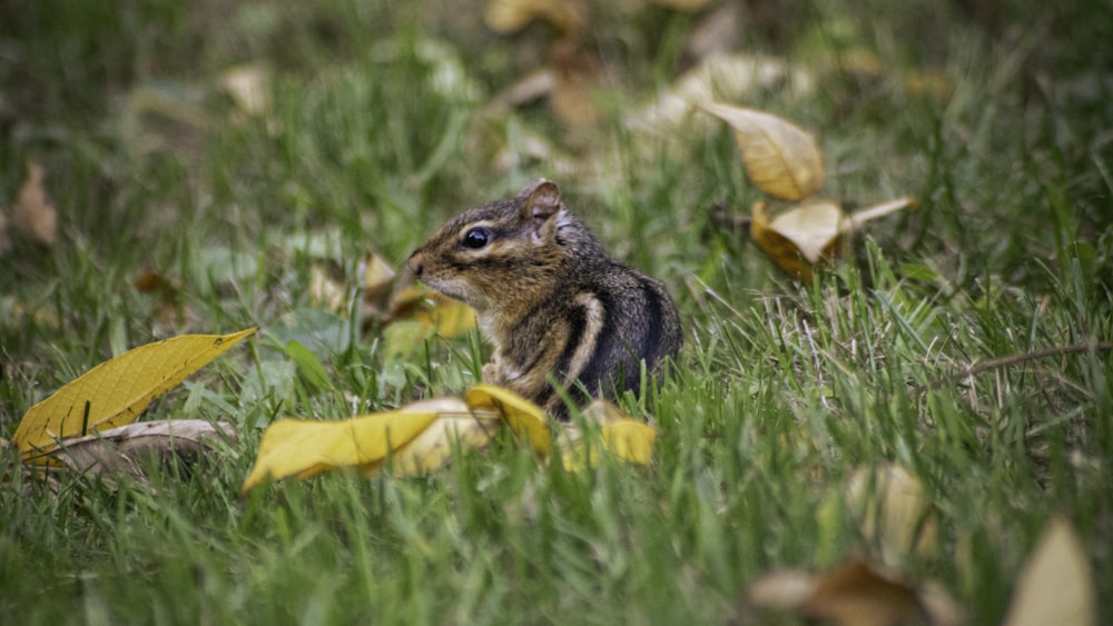 Un piccolo scoiattolo è seduto nell'erba