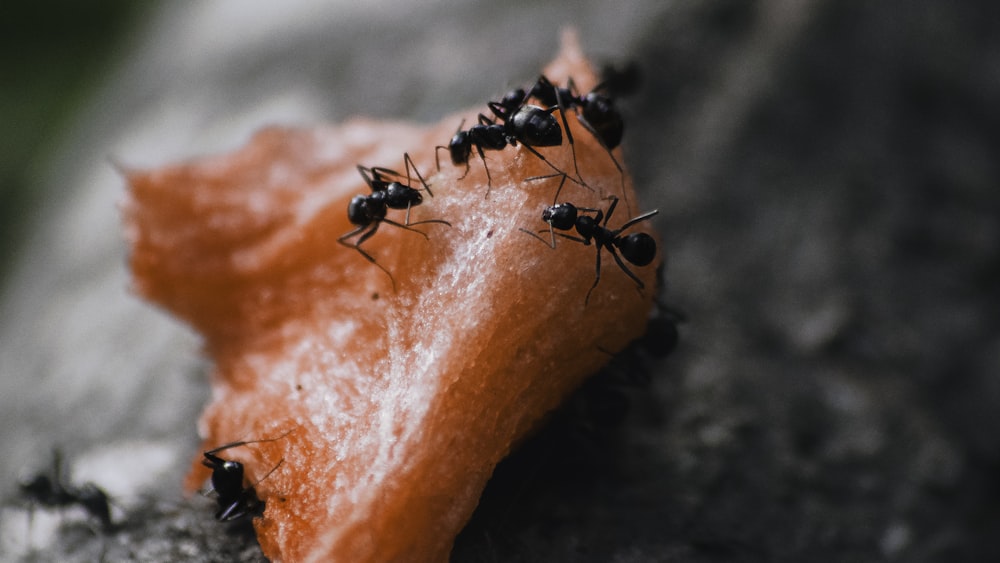 a group of ants crawling on a piece of fruit
