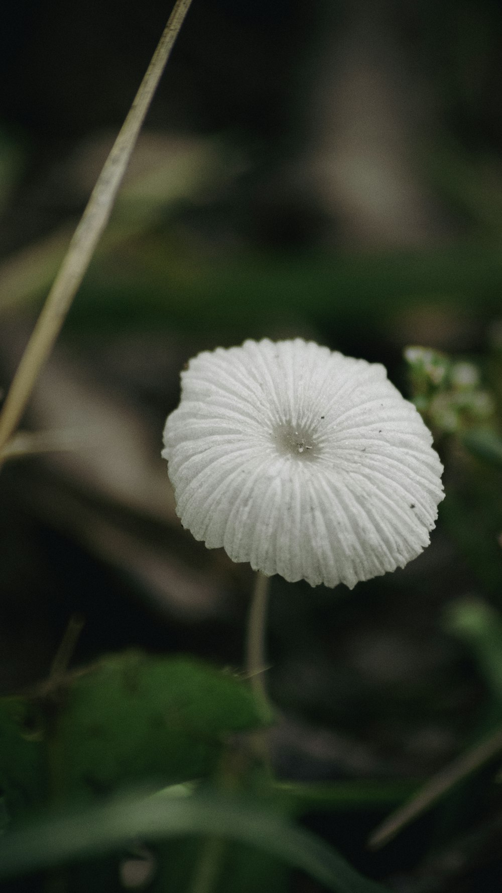 a close up of a white flower on a plant