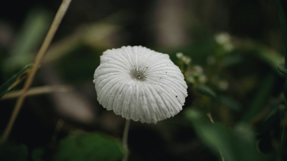 a white mushroom sitting on top of a lush green field