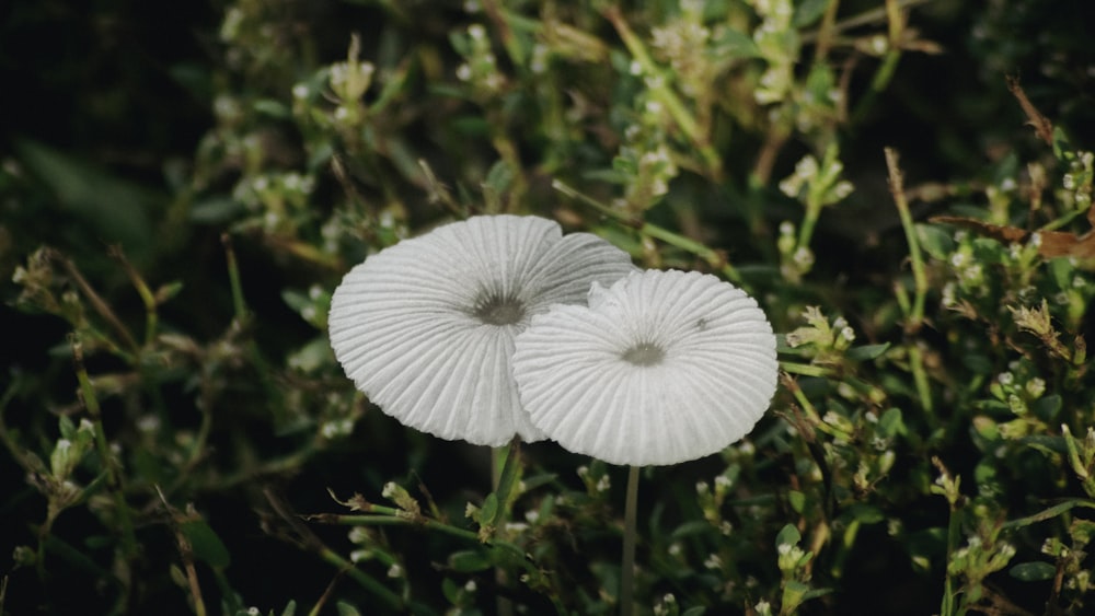 un couple de fleurs blanches assis au sommet d’un champ verdoyant