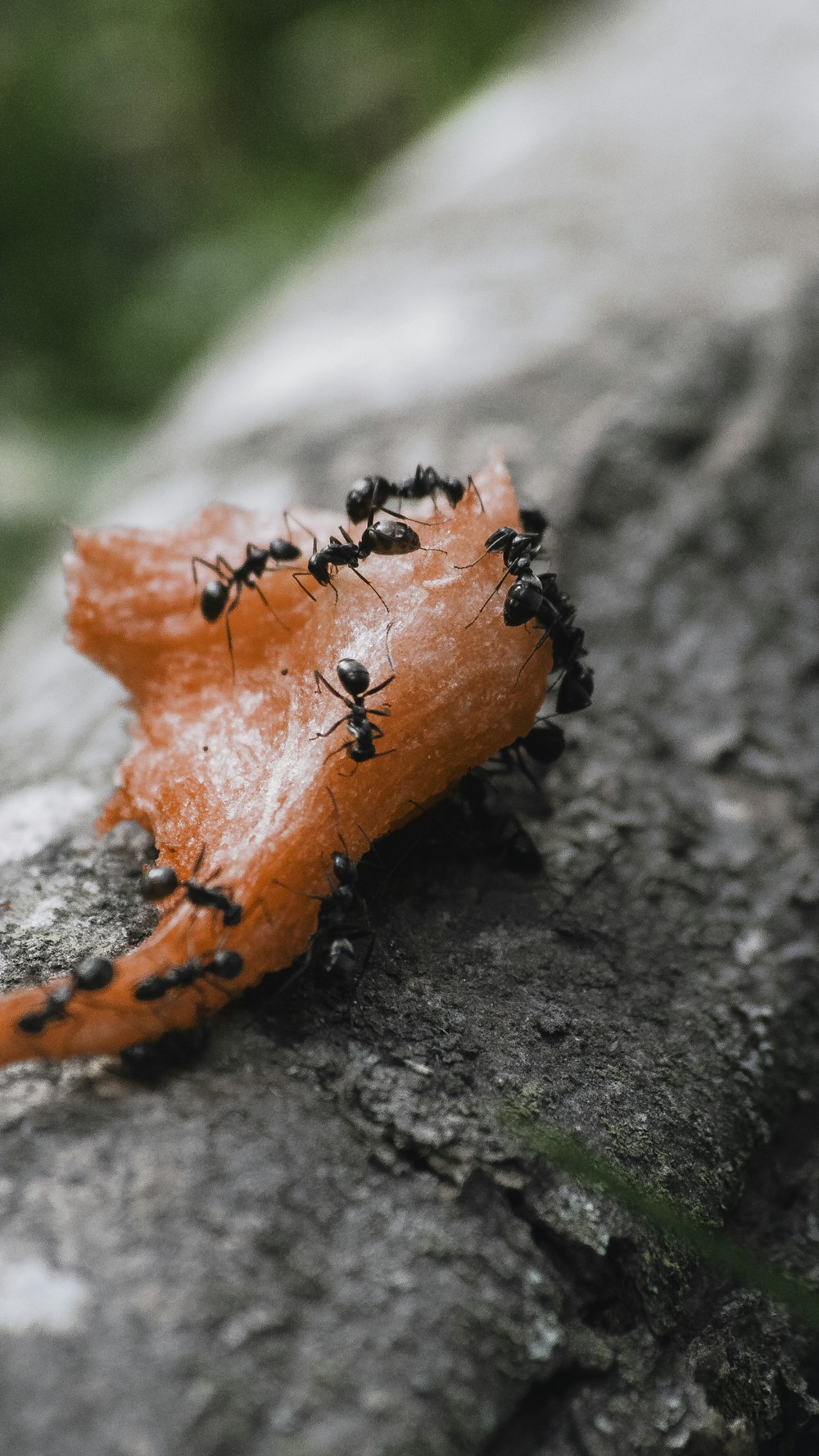 un grupo de hormigas negras arrastrándose sobre una roca