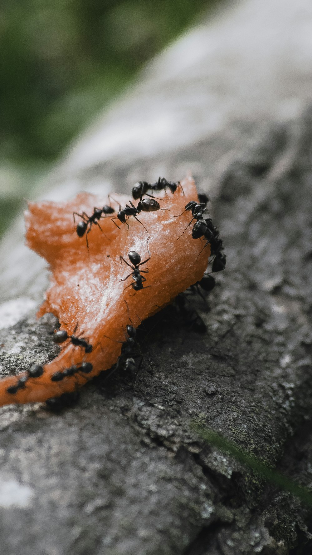 a group of black ants crawling on a rock