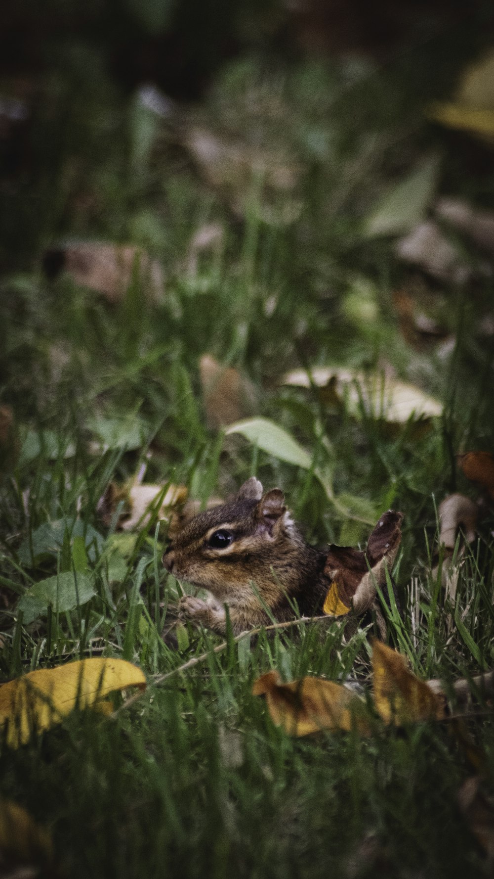 a small chipper chipper sitting in the grass