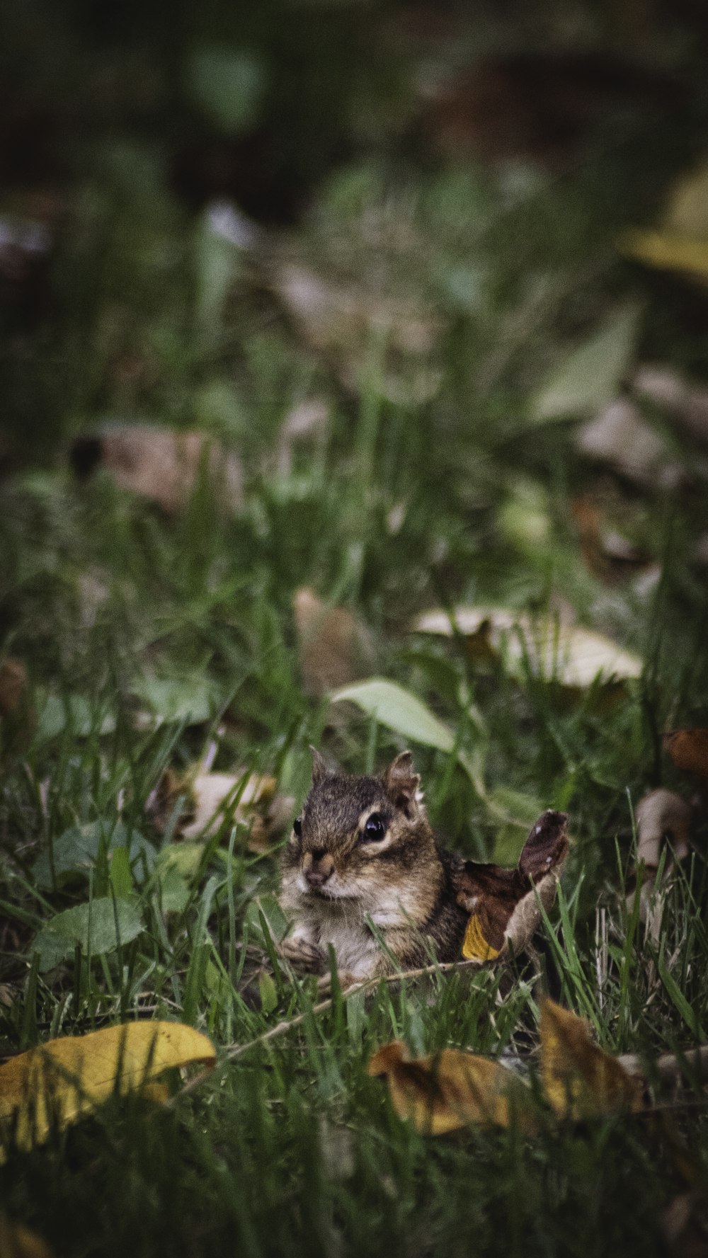 Un piccolo scoiattolo è seduto nell'erba
