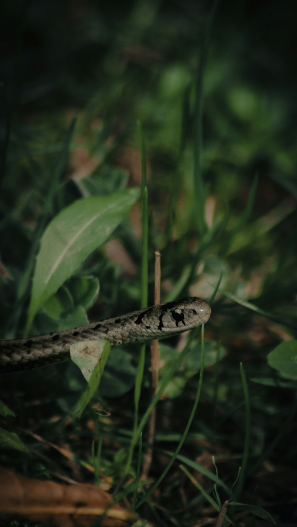 a snake that is laying down in the grass