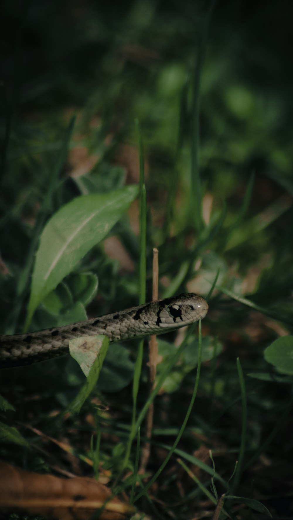 Un serpente che si sdraia nell'erba