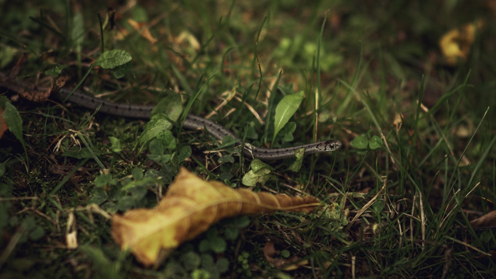 a snake that is laying down in the grass