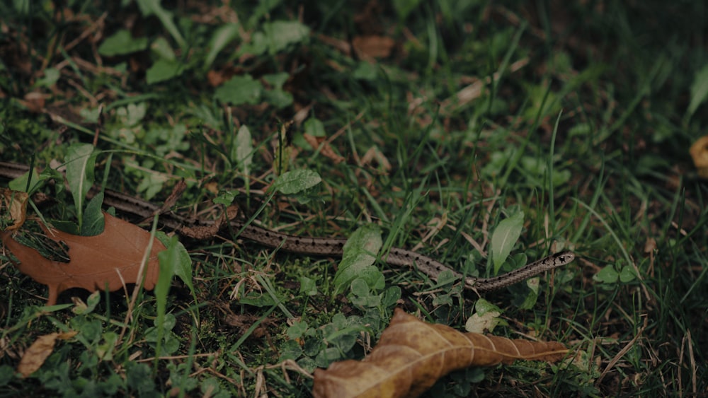 a snake that is laying down in the grass