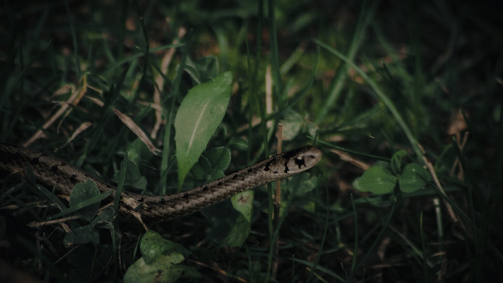 a snake that is laying in the grass