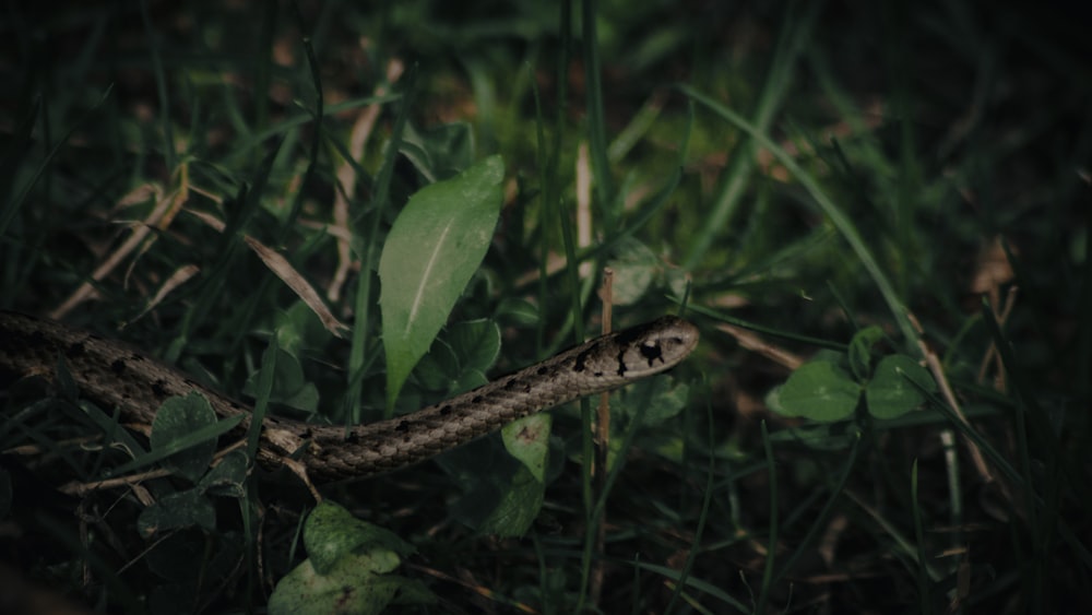 un serpente che giace nell'erba