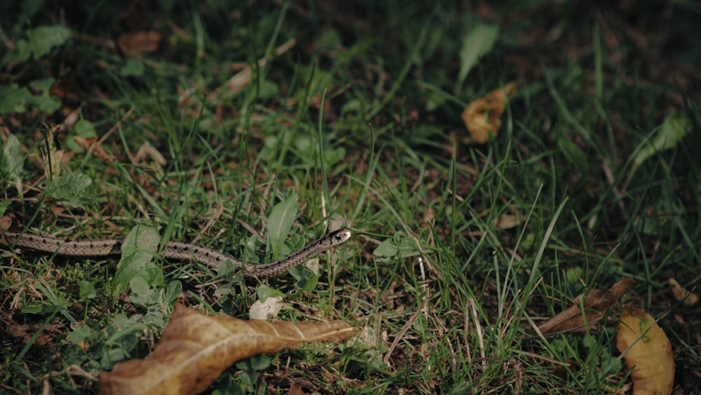 a snake that is laying in the grass