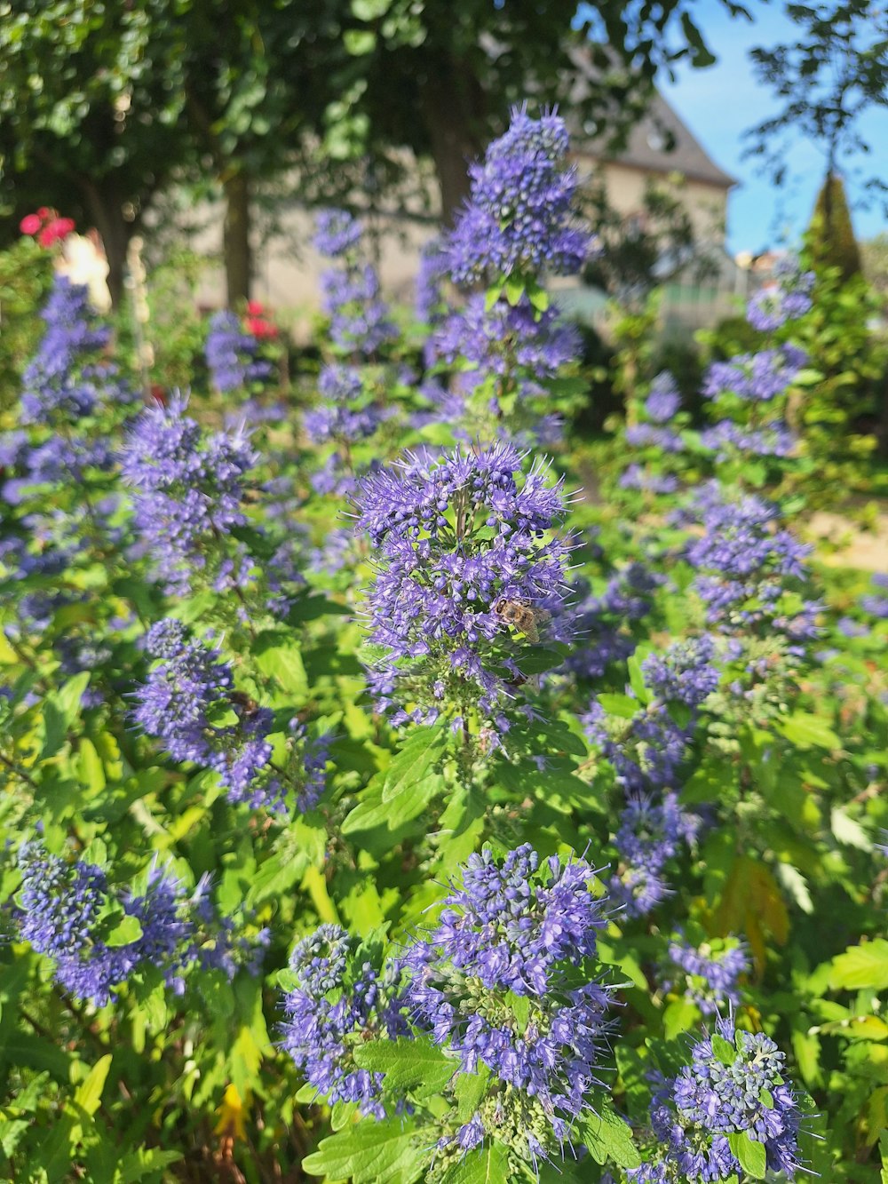 a field of blue flowers with a house in the background