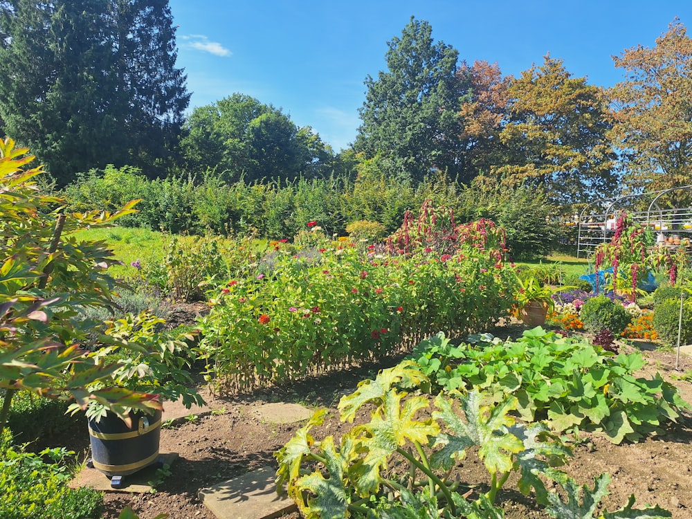 Un giardino pieno di diversi tipi di piante