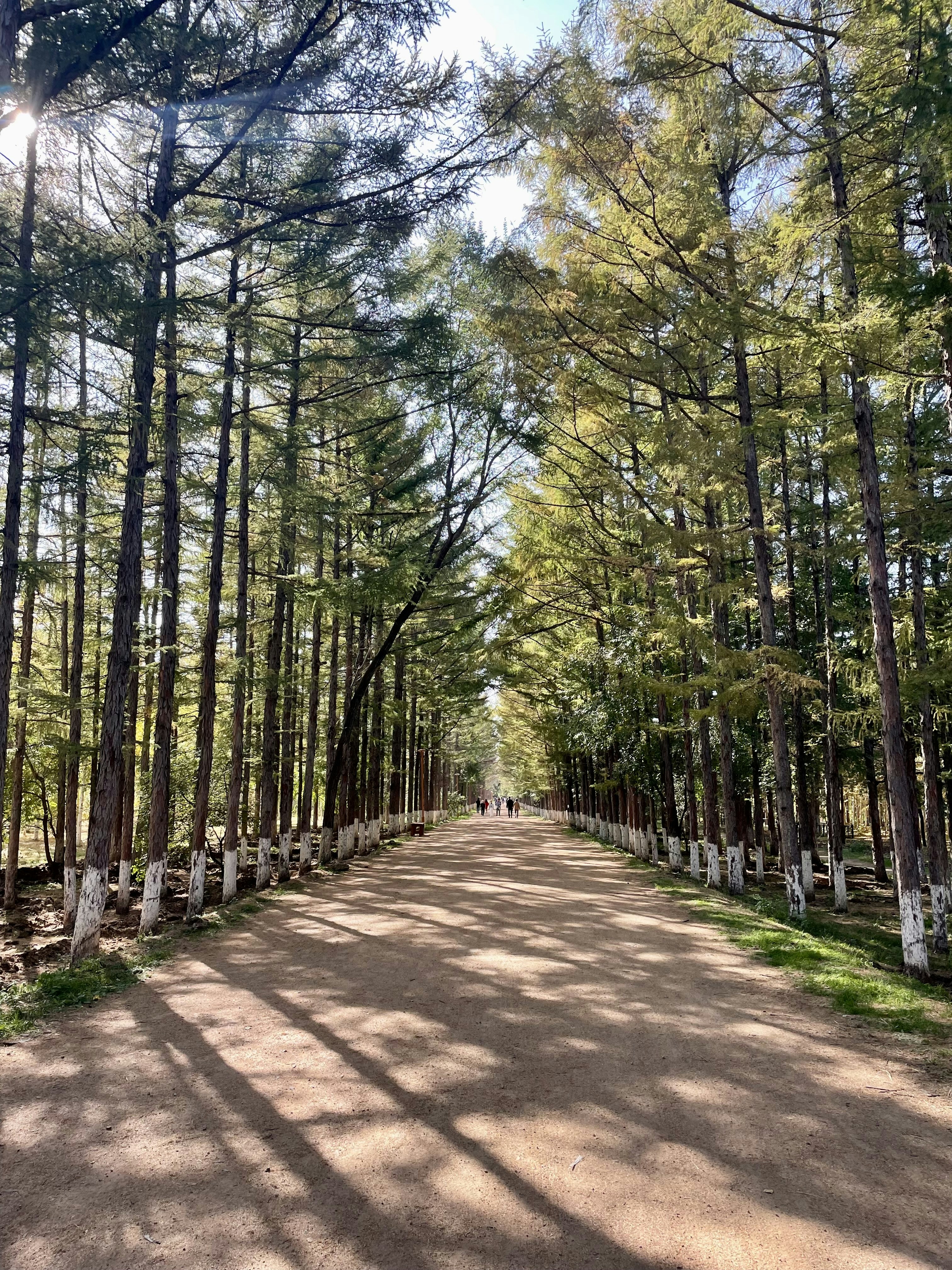 A dirt road surrounded by lots of trees photo – Free Outdoors Image on ...