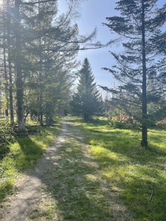 A sunlit forest path lined with tall trees and lush green foliage, evoking a sense of natural growth and calm.