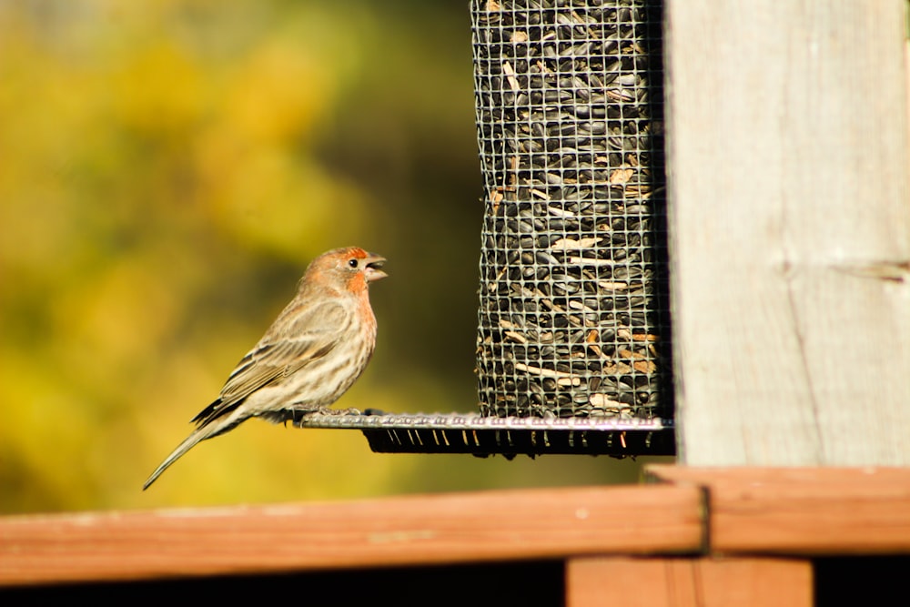 a bird sitting on top of a bird feeder