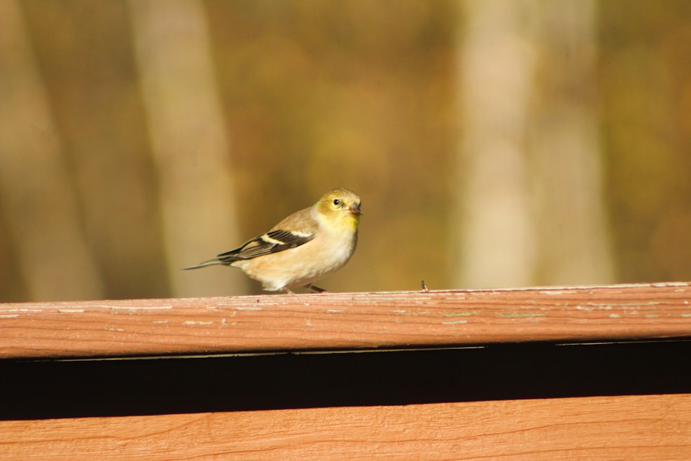 a small bird sitting on top of a wooden bench