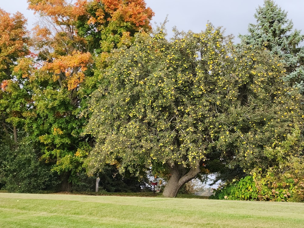 a large tree in the middle of a grassy field