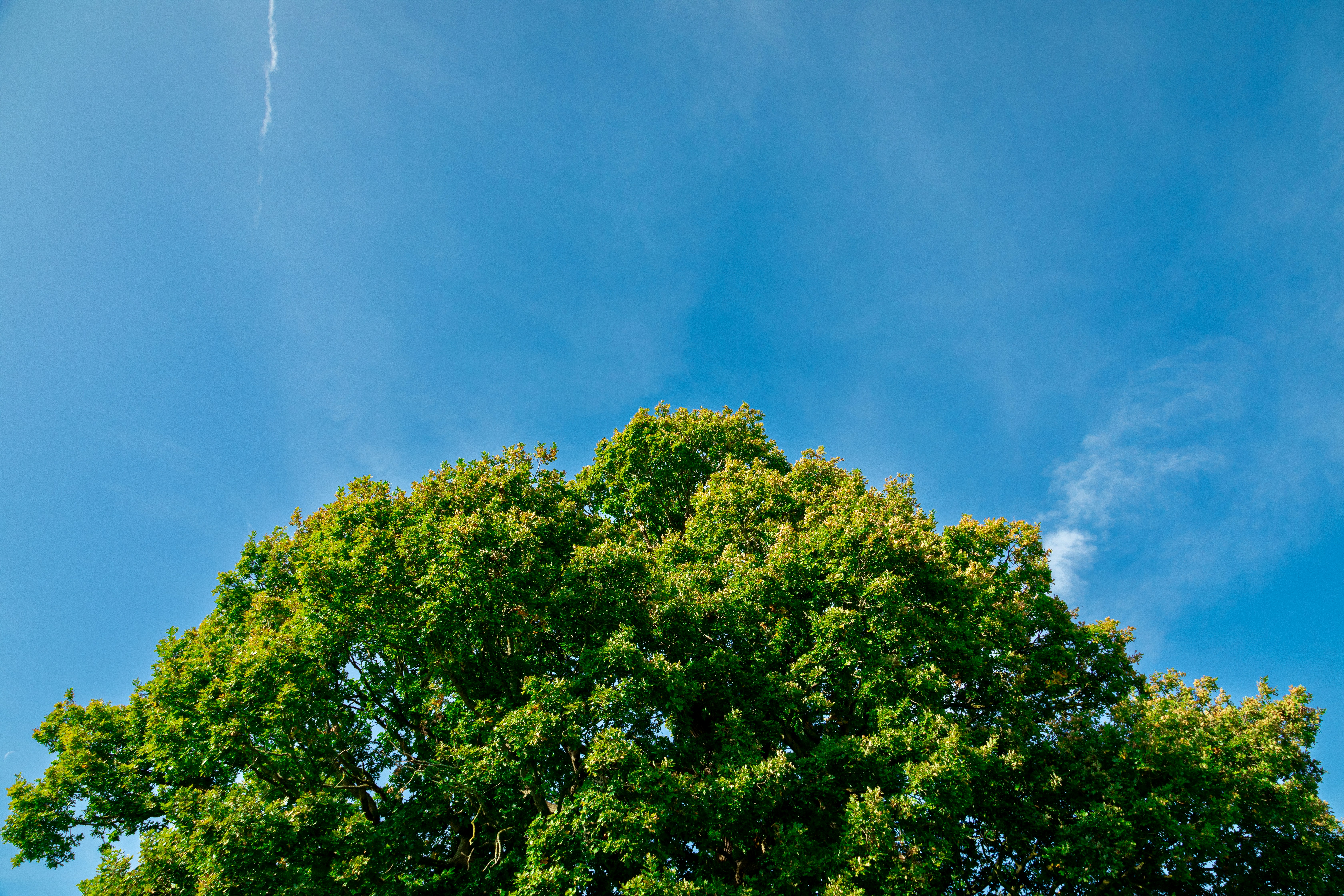 a green tree with a blue sky in the background