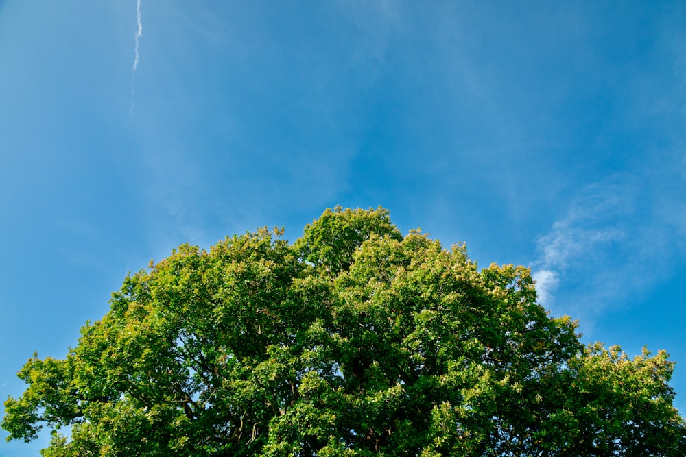 a green tree with a blue sky in the background