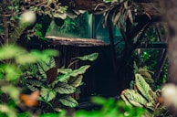 A small indoor garden scene featuring a mix of dixonnex products creating a peaceful green nook.